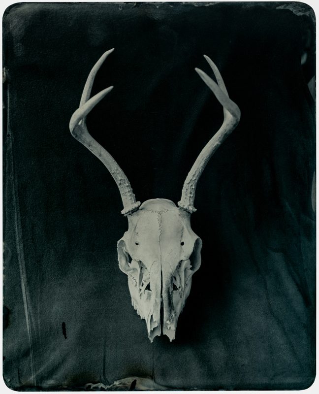 Will Gibson - Deer Skull, Modern Tintype